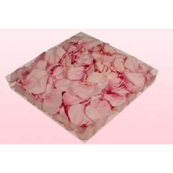 Pétalos de rosa preservados blanco Litros 1 Litro (200 pétalos) - 19x19x3 cm