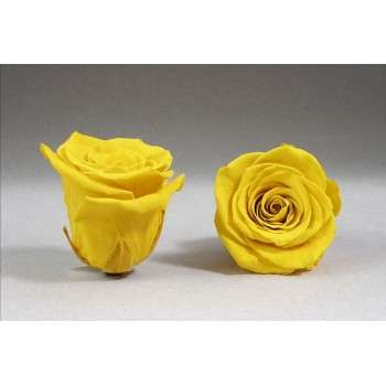 Rosa amarilla preservada 100% natural Tamaño 27 cm x 6 cm