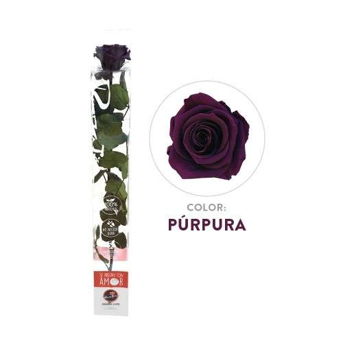 Rosa morada preservada 100% natural Tamaño 27 cm x 6 cm