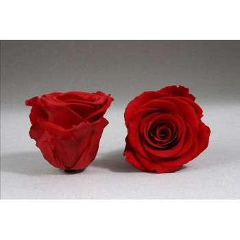 Ramo de rosas moradas preservadas Cantidad 6 Rosas Color de la rosa Rojo