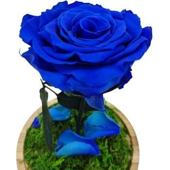 Rosa encantada azul - La Rosa de la Bella y la Bestia Tamaño Mini (17 cm)  Musgo decorativo en la base Sin musgo Placa en el interior con mensaje,  nombre o fecha