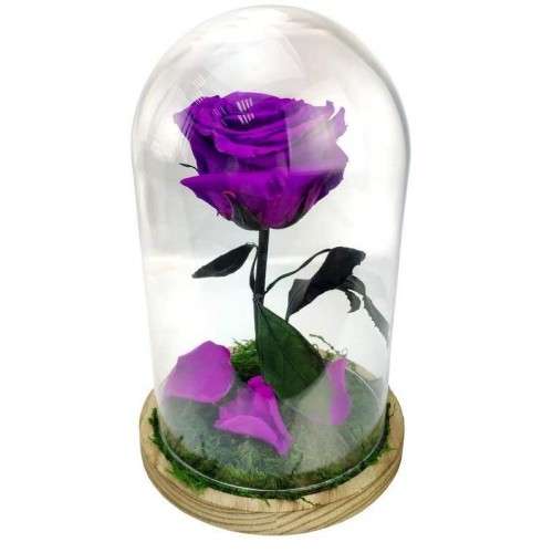 Rosa encantada morada - La Rosa de la Bella y la Bestia Tamaño Mini (17 cm)  Musgo decorativo en la base Sin musgo Placa en el interior con mensaje,  nombre o fecha