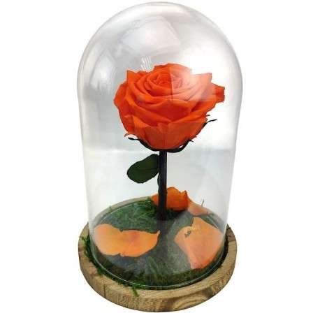 Rosa encantada naranja - La Rosa de la Bella y la Bestia Tamaño Mini (17  cm) Musgo decorativo en la base Sin musgo Placa en el interior con mensaje,  nombre o fecha