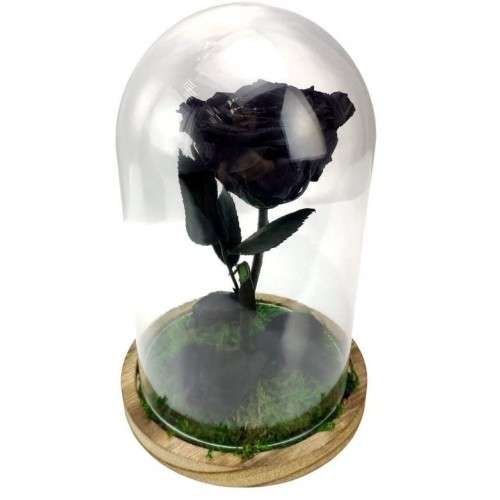 Rosa encantada negra - La Rosa de la Bella y la Bestia Tamaño Mini (17 cm)  Musgo decorativo en la base Sin musgo Placa en el interior con mensaje,  nombre o fecha