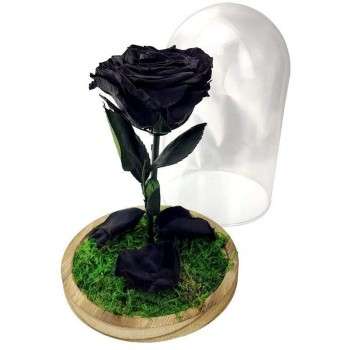 Rosa encantada negra - La Rosa de la Bella y la Bestia Tamaño Mini (17 cm)  Musgo decorativo en la base Sin musgo Placa en el interior con mensaje,  nombre o fecha